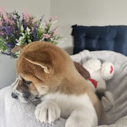 Shiba Inu Puppies from Shiba Shenanigans