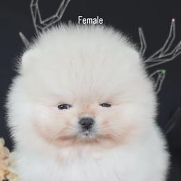 Snow ball - White female Pomeranian puppy in Visalia, California from Exotic_fresita_poms