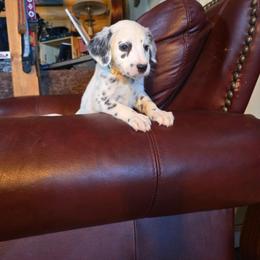 Misty - White and black female Dalmatian puppy in Salem, Missouri from Paradise Spots Dalmatians