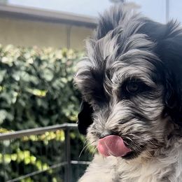 Girl 1 - Blue merle Aussiedoodle puppy in California from David's Aussiedoodles