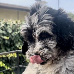 Girl 1 - Blue merle Aussiedoodle puppy in California from David's Aussiedoodles