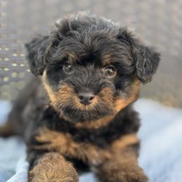 Hershey - Black and tan brindle male Havapoo puppy in Loveland, Colorado from Littledoodles2love