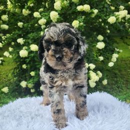 Molly - Blue merle female Bernedoodle puppy in Fairmont, West Virginia from Mountainside Doodles, LLC