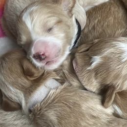 Goldendoodles from minigoldendoodlesofRI