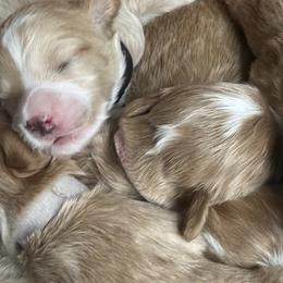 Goldendoodles from minigoldendoodlesofRI