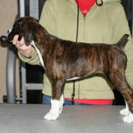 Boxer Puppies from Vintage Boxers