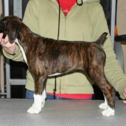 Boxer Puppies from Vintage Boxers