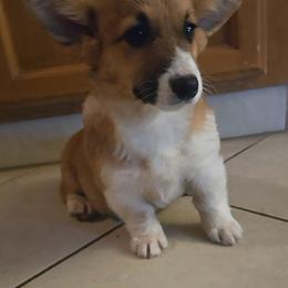 Bella - White and black female Pembroke Welsh Corgi puppy in Madera, California from RRR Corgis