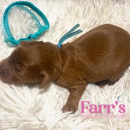 Blue collar - Red  male Goldendoodle puppy in Ohio from Farr’s Goldens and Doodles