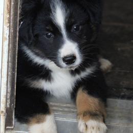 Anna Belle - Black tri female Miniature Australian Shepherd puppy in Gretna, Virginia from Adams Acres Cattle Dogs