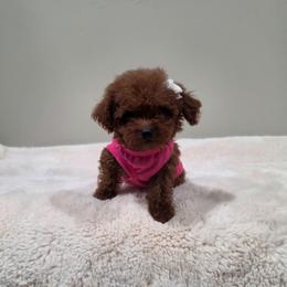 BabyFace (CKC) - Red  female Poodle puppy in Rainbow City, Alabama from Spinks Poodles