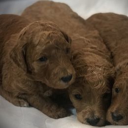 Poodle Puppies from Prissy Pants Poodles LLC