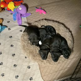 Staffordshire Bull Terrier Puppies from J Jax Staffords