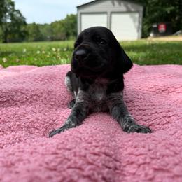Duke - Black roan male German Shorthaired Pointer puppy in Axton, Virginia from Red Clay Kennels