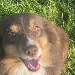 Bikini - Miniature Australian Shepherd
