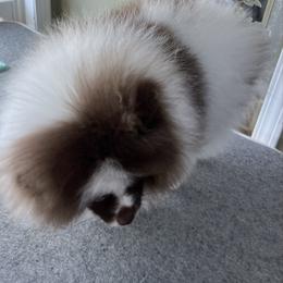 Jasper - Chocolate parti male Pomeranian puppy in Woodsfield, Ohio from Country Lane Kennels
