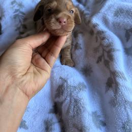 Milo - Cream male Dachshund puppy in Magnolia, Texas from Carrie’s Countryside Dachshunds