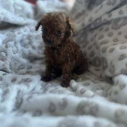 Gary - Red  male Poodle puppy in Kissimmee, Florida from Unique Poodles