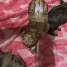 Dachshund Puppies from Mir and Dachshunds