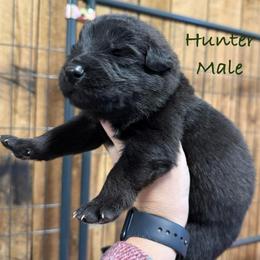 Hunter - Black male German Shepherd puppy in Terra Alta, West Virginia from Shepherd Country Farm and Kennels