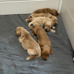 5th Pick - Golden male Golden Retriever puppy in Anaheim, California from Prim's Golden Retrievers