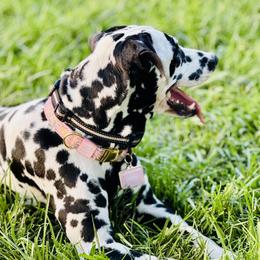 Tahlia - Dalmatian