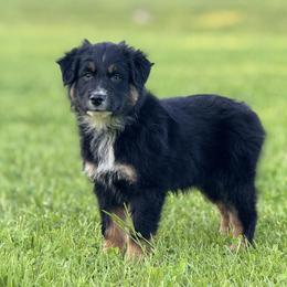 Doritos - Black tri-color female Australian Shepherd puppy in Argyle, Iowa from Country Time Kennels
