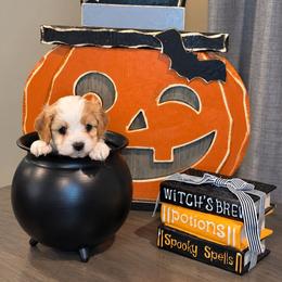 Orange- Pumpkin - male Cavapoochon puppy in Kountze, Texas from CaviCajun Kennels