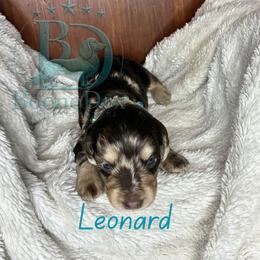 Leonard - Dapple male Dachshund puppy in Noble, Oklahoma from Marissa's Dachshunds (BooneDox Mini Dachshunds)