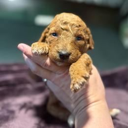 Sarabi - Red  female Goldendoodle puppy in Jacksonville, Florida from Dandelion Doodles
