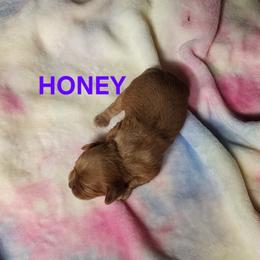 Girl 1 - Ruby female Cavalier King Charles Spaniel puppy in Joplin, Missouri, Missouri from HOL-A-DA CAVALIERS