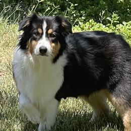 Melody - Australian Shepherd