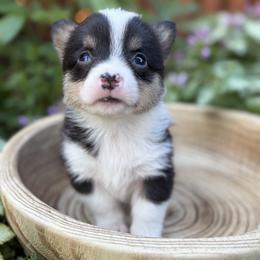 Parme Amidala - Black and tan female Pembroke Welsh Corgi puppy in Olathe, Colorado from Rocking LJ Breeding
