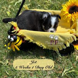 AKC Jet - Merle male Chihuahua puppy in Columbus, Nebraska from Prancy Pawz