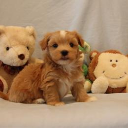 AKC Male 4 - Red male Havanese puppy in South Carolina from Premier Havanese Dogs