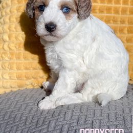 Poppyseed - Sable female Aussiedoodle puppy in Henry, Illinois from Rowe Farms Doodles