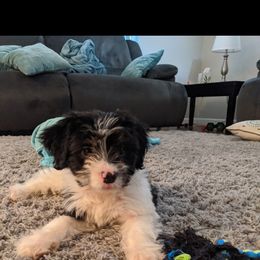 Aussiedoodle Puppies from Ramirez Family Doodles