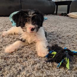 Aussiedoodle Puppies from Ramirez Family Doodles