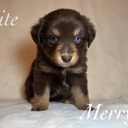 Merry - Red tri female Miniature Australian Shepherd puppy in Corpus Christi, Texas from Elite Miniature Australian Shepherds