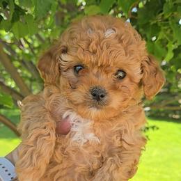 Timmy - Red male Cavapoo puppy in Blackfoot, Idaho from Rocky Desert Goldens and Cavaliers