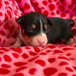 Vega - White black and tan female Rat Terrier puppy in Molalla, Oregon from The Puppy Patch Rat Terriers
