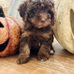 Orange collar - Phantom female Goldendoodle puppy in San Augustine, Texas from Vintage Doodles