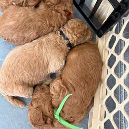 Green - Red  male Poodle puppy in Northridge, California from Angel’s Goldendoodle Pups