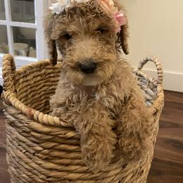 Poppy - Red  female Poodle puppy in Oak Glen, California from Coriander Pups