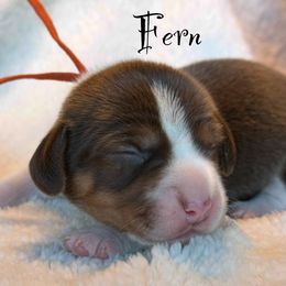 Fern - Brown white and tan female Beagle puppy in Rogersville, Missouri from Hales Little Beagle Haven