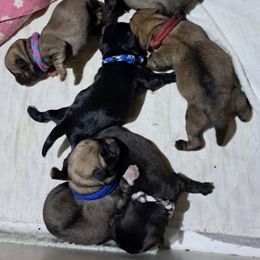 Maroon - Fawn male Pug puppy in Elma, Washington from Kismet Kennels, Exclusively Pugs