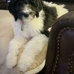 Bernedoodle and Goldendoodle Puppies from A.N.A. Doodles