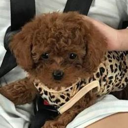 Poodle Puppies from Lowry Toy Poodles