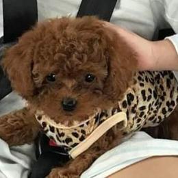 Poodle Puppies from Lowry Toy Poodles
