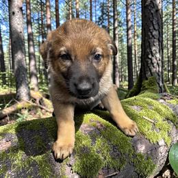 Marion - Sable female German Shepherd puppy in Oakland, Oregon from VHM German Shepherds